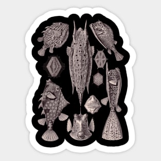 Ernst Haeckel Ostraciontes Fish Aubergine Sticker